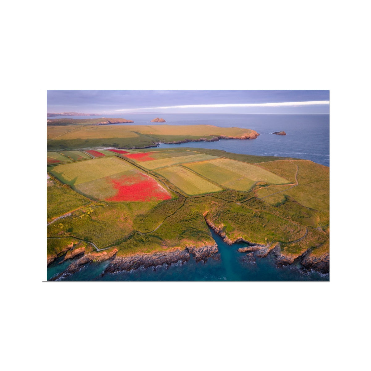 Poppies West Pentire ~ Photograph