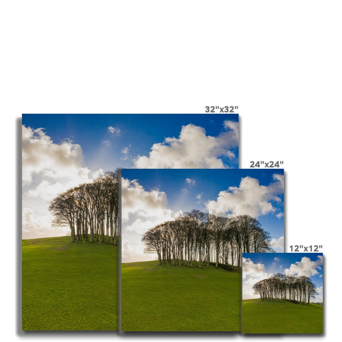 nearly home trees canvas sizes