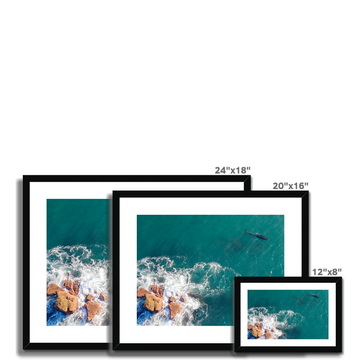 whale frame sizes